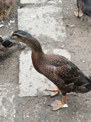 Rate indiene - imagine 3 Rate indiene - imagine 3