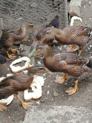 Rate indiene - imagine 4 Rate indiene - imagine 4