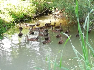 Rate indiene - imagine 5 Rate indiene - imagine 5