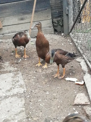 Rate indiene - imagine 2 Rate indiene - imagine 2