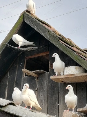 Porumbei albi voiajori - imagine 3