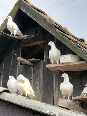 Porumbei albi voiajori - imagine 2