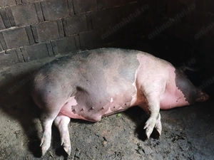 Vând porc gras 160-170kg  - imagine 4