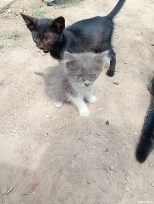 pisici de vânzare  - imagine 3