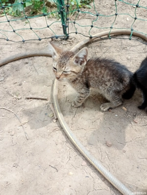 pisici de vânzare  - imagine 2