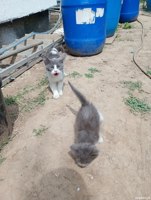 pisici de vânzare  - imagine 4