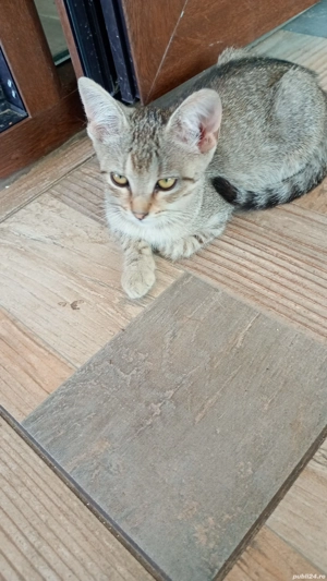 donez pisici - imagine 2