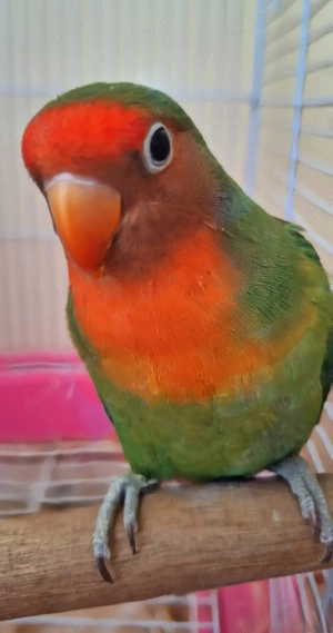 Vănd un papagal Agapornis