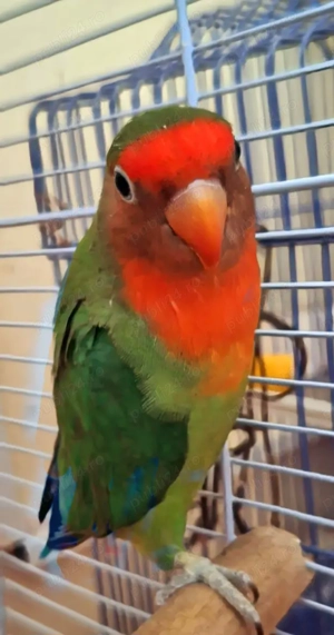 Vănd un papagal Agapornis - imagine 2