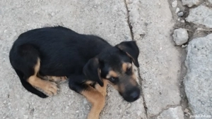 donez metis copoi ardelenesc 