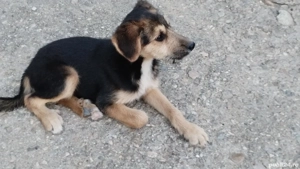 donez metis copoi ardelenesc  - imagine 4 donez metis copoi ardelenesc  - imagine 4