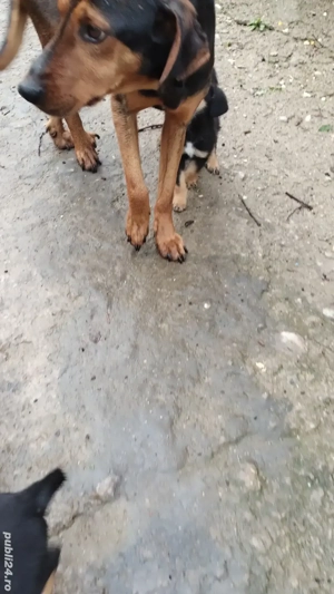 donez metis copoi ardelenesc  - imagine 5 donez metis copoi ardelenesc  - imagine 5