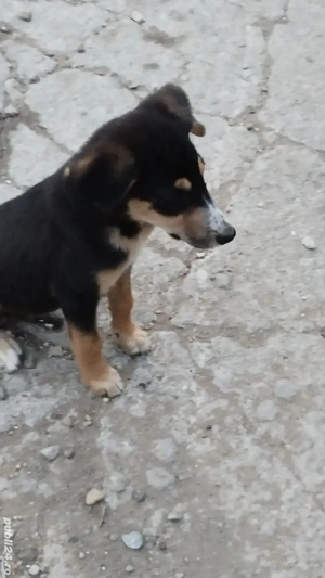 donez metis copoi ardelenesc  - imagine 2 donez metis copoi ardelenesc  - imagine 2