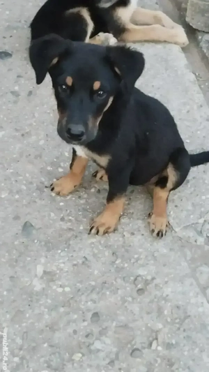 donez metis copoi ardelenesc  - imagine 3 donez metis copoi ardelenesc  - imagine 3