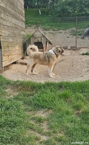 Vând Ciobănesc Carpatin  - imagine 2 Vând Ciobănesc Carpatin  - imagine 2