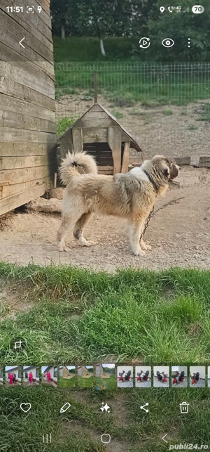 Vând Ciobănesc Carpatin  - imagine 3 Vând Ciobănesc Carpatin  - imagine 3