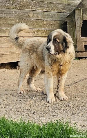 Vând Ciobănesc Carpatin 