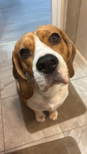 Beagle 2 ani caută femelă pentru joacă și prietenie