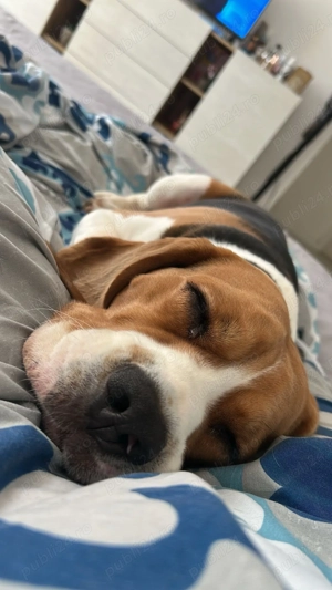 Beagle 2 ani caută femelă pentru joacă și prietenie - imagine 2