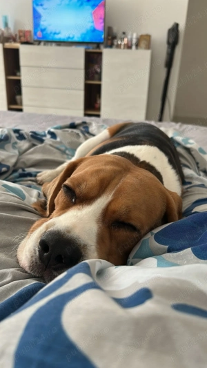 Beagle 2 ani caută femelă pentru joacă și prietenie - imagine 3