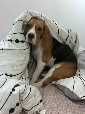 Beagle 2 ani caută femelă pentru joacă și prietenie - imagine 5