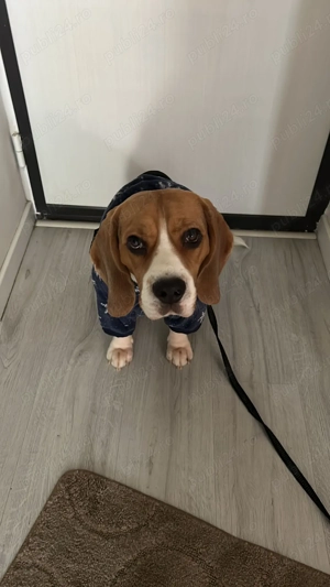 Beagle 2 ani caută femelă pentru joacă și prietenie - imagine 4