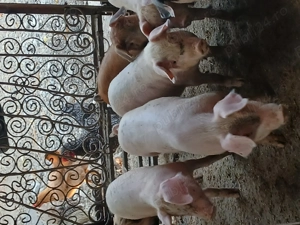 Purcei de casa...născuți și crescuți în gospodărie proprie 