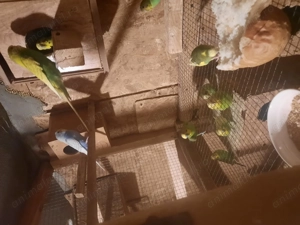 Perusi tineri disponibili 