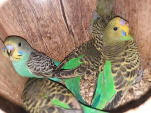 Perusi tineri disponibili  - imagine 2