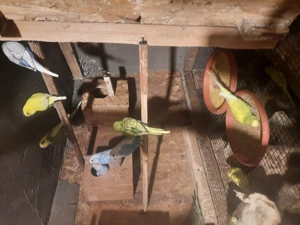 Perusi tineri disponibili  - imagine 3