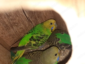 Perusi tineri disponibili  - imagine 4