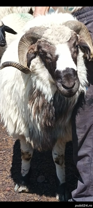 berbec mior si berbec stramior