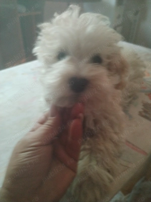 Vînd Bichon Maltez  - imagine 5 Vînd Bichon Maltez  - imagine 5
