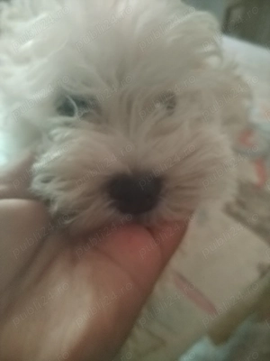 Vînd Bichon Maltez  - imagine 5 Vînd Bichon Maltez  - imagine 5
