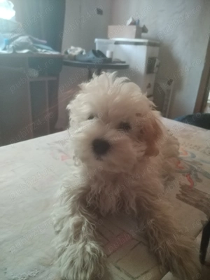 Vînd Bichon Maltez  - imagine 3 Vînd Bichon Maltez  - imagine 3