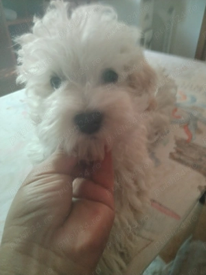 De vînzare bisonii  - imagine 3 De vînzare bisonii  - imagine 3