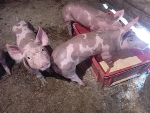 Vand purcei rasa pietrean 