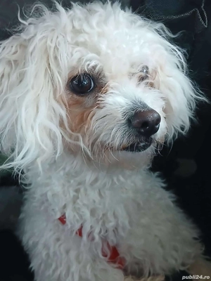 Vând cățelușă biscon foarte cuminte și deșteaptă 