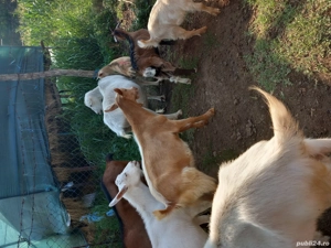 Disponibili,pt sacrificat sau monta! - imagine 5