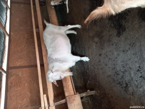 Disponibili,pt sacrificat sau monta! - imagine 2