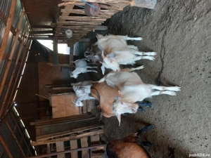 Disponibili,pt sacrificat sau monta! - imagine 3