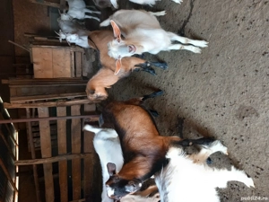 Disponibili,pt sacrificat sau monta!