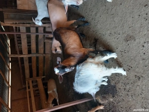 Disponibili,pt sacrificat sau monta! - imagine 4