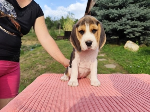 Pui beagle cu pedigree