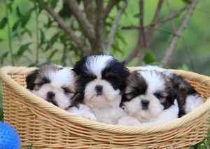 Canisa Autorizată - pui Shih Tzu Rasa Pura vaccinați și deparazitati - imagine 4