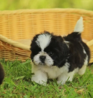 Canisa Autorizată- pui Shih Tzu Rasă Pură,  calitate show - imagine 3