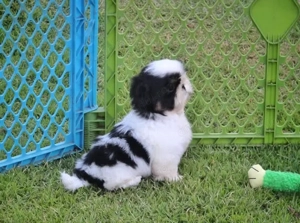 Canisa Autorizată - pui Shih Tzu Rasa Pura vaccinați și deparazitati - imagine 2