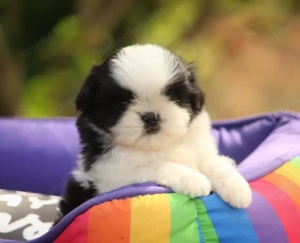 Canisa Autorizată - pui Shih Tzu Rasa Pura vaccinați și deparazitati