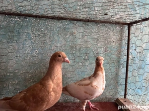 Disponibili voiajori sport colorati 