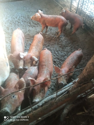 Purcei duroc, 8 săptămâni, 500 lei